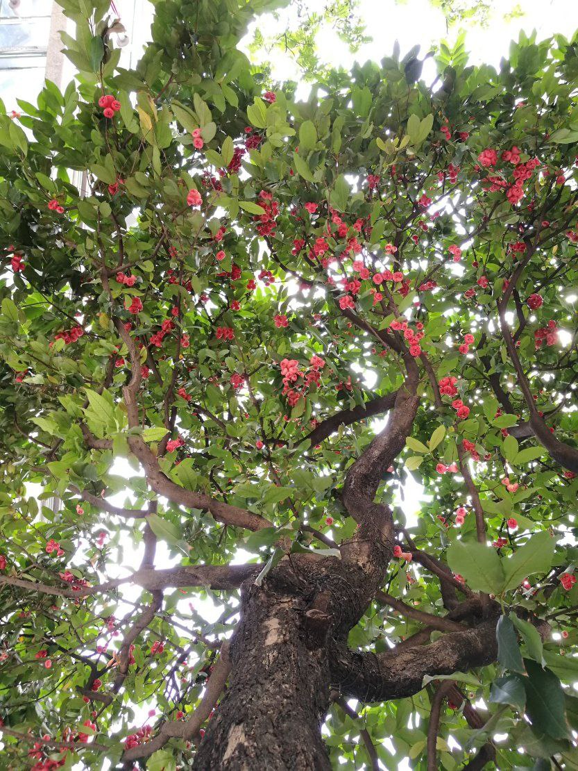 rozeappletree